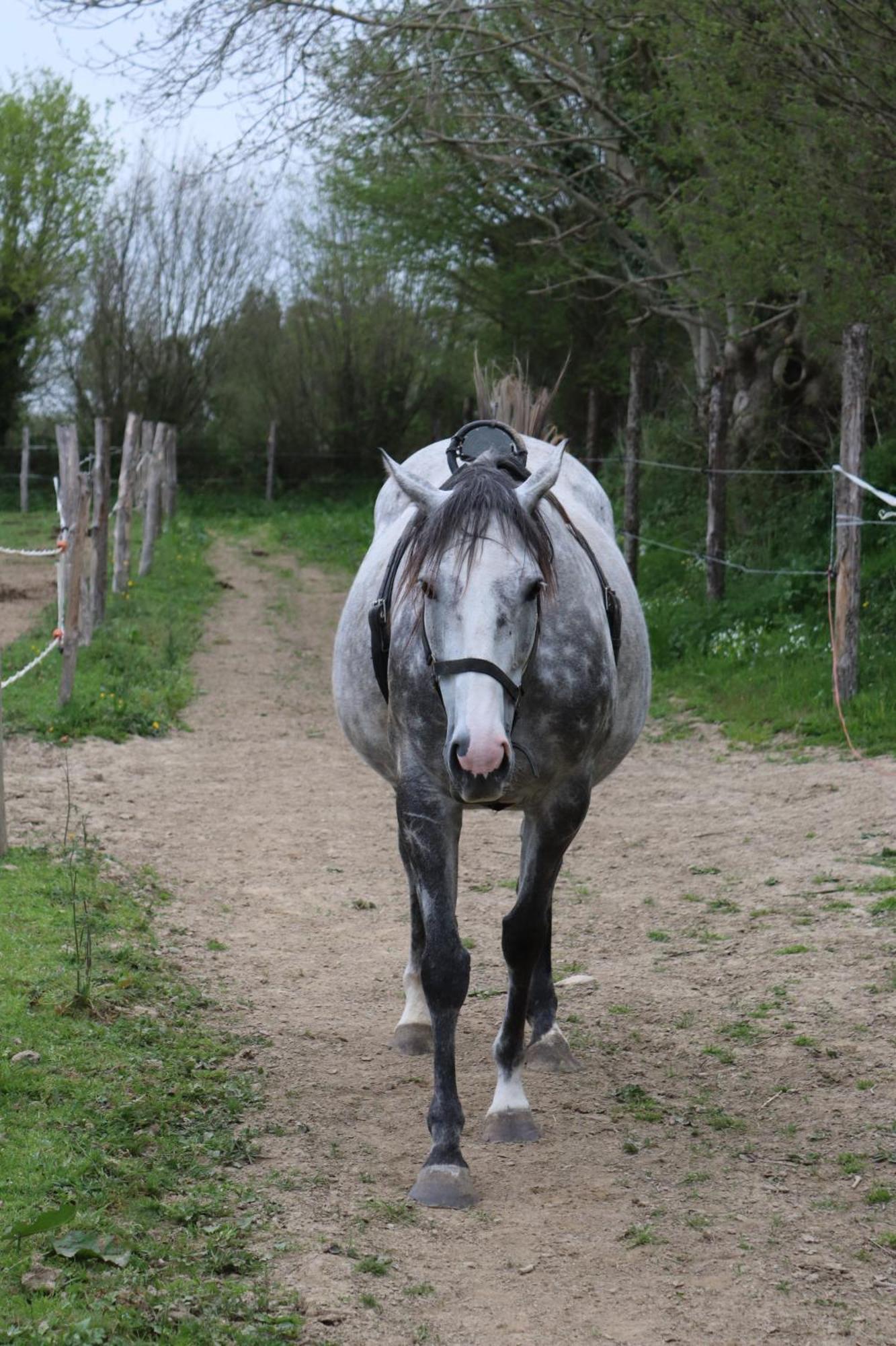 Decouverte D'Un Haras Proche Du Mont St Michel Hambye Exterior photo